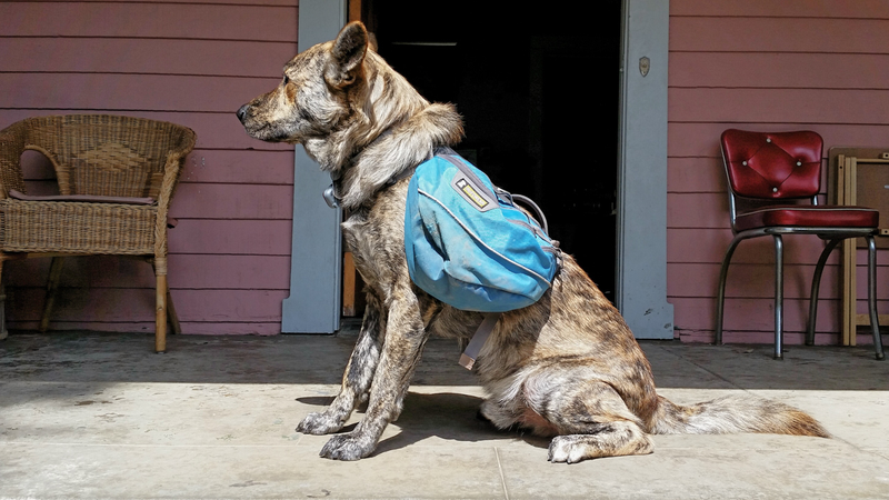 Illustration for article titled Adventure Tested: Ruffwear Approach Dog Pack